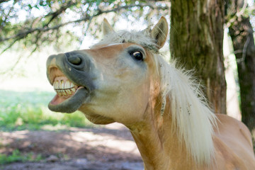 Horse showing its teeth - Halflinger