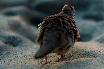 OISEAU TROPICAL