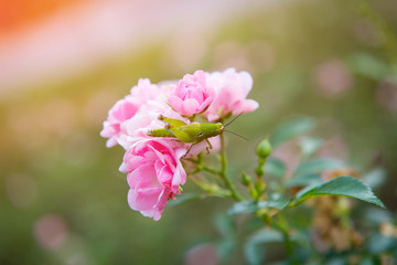 Fototapeta premium Miniature roses in garden