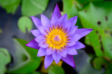 Beautiful Thai Lotus in the pond.