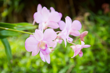 beautiful thai orchid