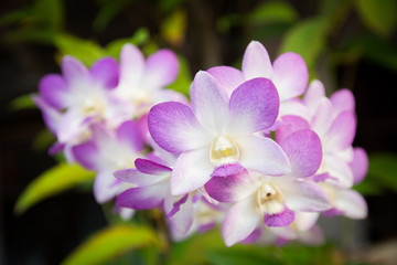 beautiful thai orchid