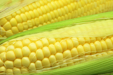 Grains of ripe corn photo of maize close-up