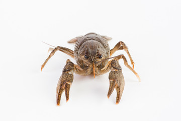 Live cancer on a white background close-up