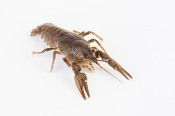 Live cancer on a white background close-up