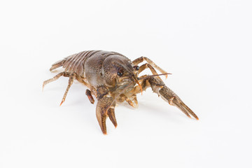 Live cancer on a white background close-up