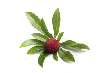 red bayberry