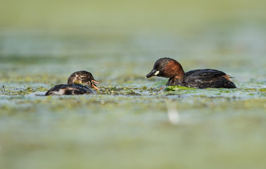 Little Grebe, Grebe, Tachybaptus ruficollis