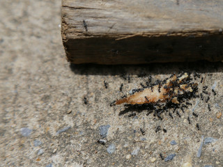 Ants are eating chicken