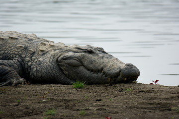 Mugger crocodile at rapti river in Chitwan National Park in Nepal