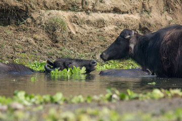 Cows in love in Nepal