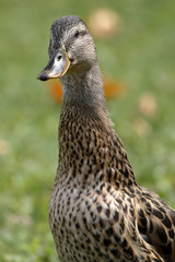 a mallard (duck)



 the mountain lake