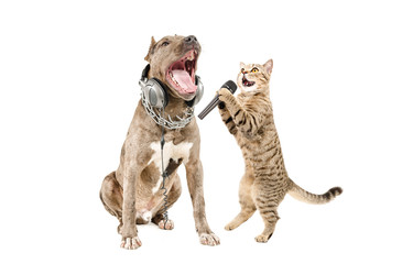 Duet of pitbull and cat Scottish Straight singing together, isolated on a white background
