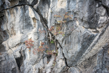 rock in Halong Bay
