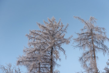 foggy winter landscape - frosty trees in snowy forest