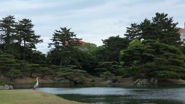 池のほとりで鳥が飛び立つ