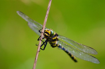 Golden-ringed dragonfly