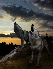 après le coucher du soleil, le temps des loups commence