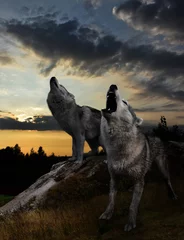 Papier Peint photo Lavable Loup après le coucher du soleil, le temps des loups commence