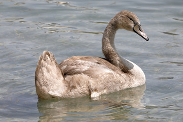 A young swan  swims in the lake