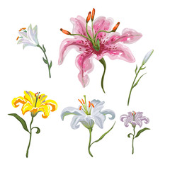 Fototapeta na wymiar Colorful of lilies flower on white background. Adornment for wedding invitations and greeting card.
