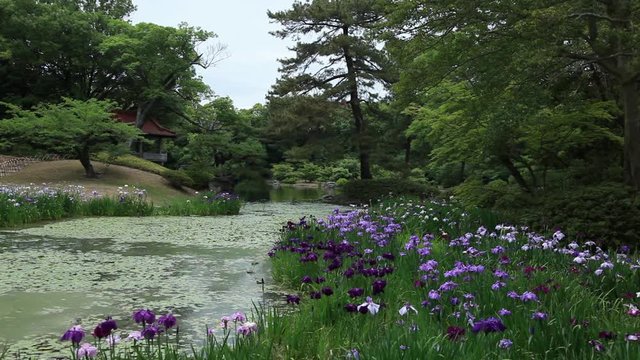 菖蒲が咲く日本庭園