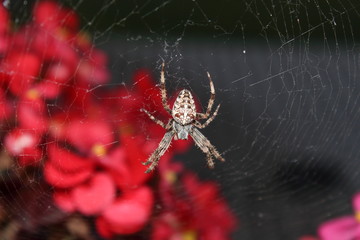 The spider is sitting on a cobweb.
