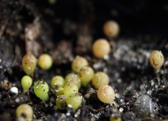 Germinating seeds of cactus.