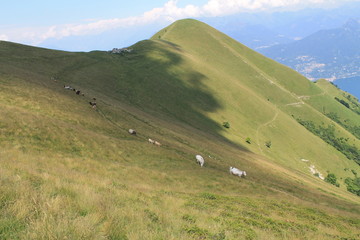 Mucca alpina - 172383700