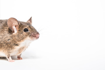 Fototapeta na wymiar Funny little brown mouse, white background studio