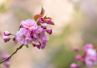 Obraz premium Cherry blossoms. 