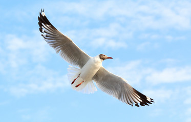 Obraz premium Seagull fly in the sky at Bang Pu,Thailand.