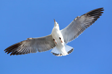 Fototapeta premium Seagull fly in the sky at Bang Pu,Thailand.