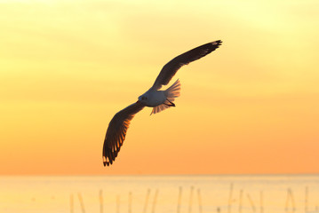 Seagull fly in the sky at Bang Pu,Thailand.