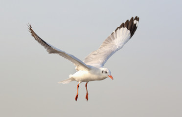 Seagull fly in the sky at Bang Pu,Thailand.