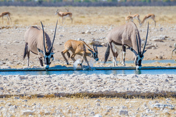 Two adult Oryx or gemsbok and a young one splashing with water at water hole, Etosha NP, Namibia,...