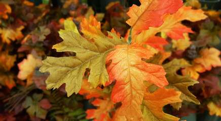 Vibrant, colorful autumn fall Oak and Maple leaves background, texture