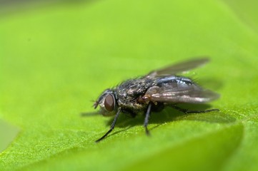 Fly on a green leaf macro