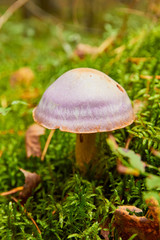 Cortinarius caerulescens.growing in the forest in autumn