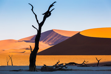 Fototapeta na wymiar Deadvlei, Sossusvlei Namib Desert, Namibia, Africa