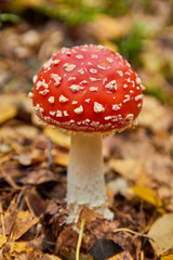 fly agaric bright red, poisonous mushroom