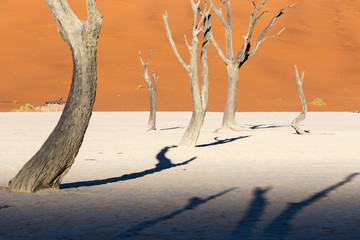 Deadvlei, Sossusvlei Namib Desert, Namibia, Africa