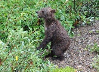 Grizzly bear cub on its hind legs sniffing at plants