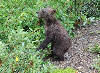 Fototapeta na wymiar Grizzly bear cub on its hind legs sniffing at plants
