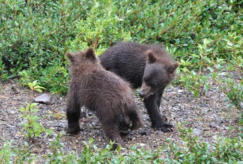 Juvenile brown bear twins in Alaska, playing in the rain