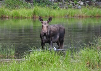 Female moose in Alaska looking at us