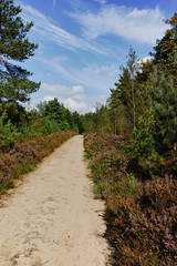 Fototapeta na wymiar Heather moorland in Kempen forests, North Brabant, the Netherlands