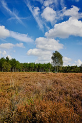 Heather moorland in Kempen forests, North Brabant, the Netherlands