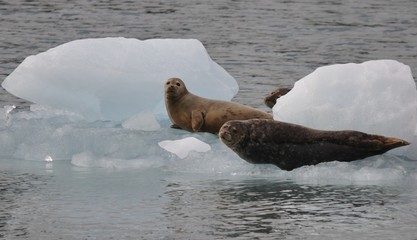 seal in Alaska looking at us