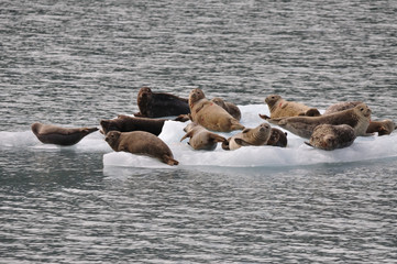 Group of seals on ice in Alaska